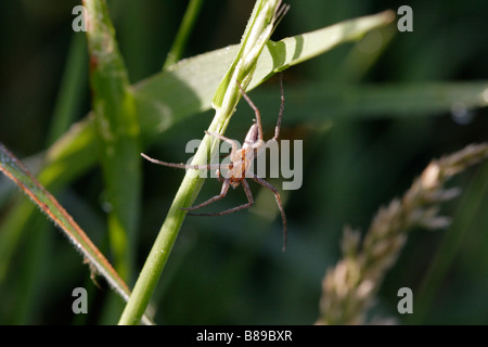 Männliche Baumschule Web Spider (Pisaura Mirabilis) Stockfoto