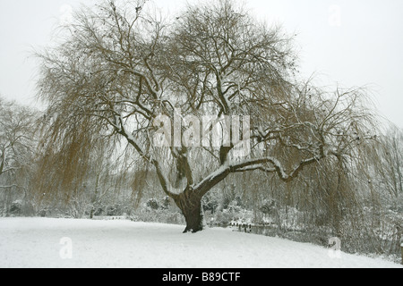 Weeping Willow Tree, Salix Babylonica im Schnee aufgenommen Februar Lea Valley Park Essex UK Stockfoto