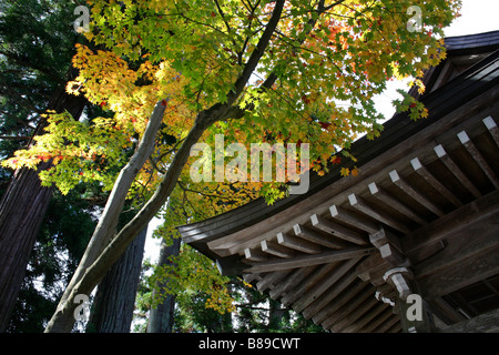 Traditionelles japanisches Gebäudedach mit Acer japonicum-Baum, Herbst/Herbst Stockfoto