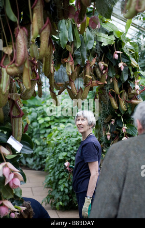 250 Jahrestag von Kew Gardens. Prinzessin von Wales Conservatory Orchidee anzuzeigen. Ein Gärtner von Nepenthes Miranda Stockfoto