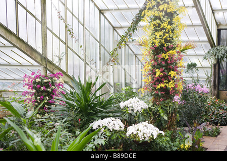 250 Jahrestag der Kew Gardens.Inside der Prinzessin von Wales Conservatory mit tropischen Pflanzen und Orchideen Stockfoto