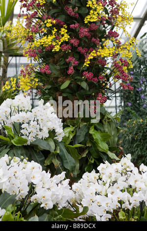 250 Jahrestag der Kew Gardens.Inside der Prinzessin von Wales Conservatory mit tropischen Pflanzen und Orchideen Stockfoto