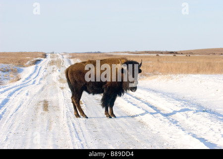 American Bison Bison Bison Prairie State Park Missouri USA 4 Februar unreife männliche Horntiere Stockfoto