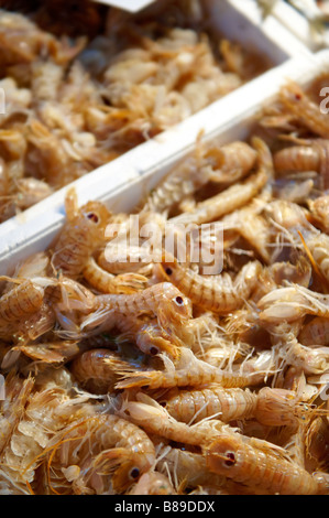 Garnelen - Venedig Rialto Fischmarkt Stockfoto