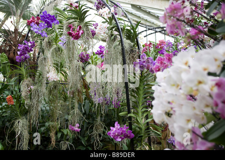 250 Jahrestag der Kew Gardens.Inside der Prinzessin von Wales Conservatory mit tropischen Pflanzen und Orchideen Stockfoto