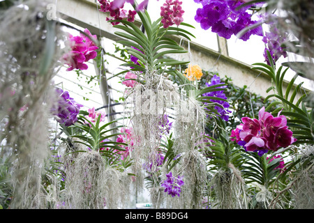 250 Jahrestag der Kew Gardens.Inside der Prinzessin von Wales Conservatory mit tropischen Pflanzen und Orchideen Stockfoto