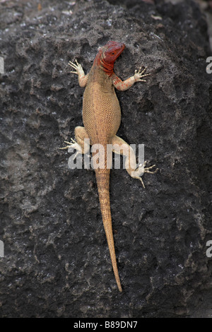 Lava Eidechse, Microlophus spp delanonis, Basking auf einem Felsen an der Gardner Bay, Espanola Island, Galapagos, Ecuador im September Stockfoto