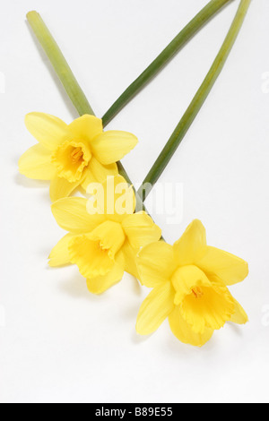 Drei Narzissen auf weißem Hintergrund Stockfoto