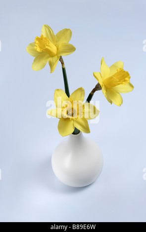 Drei Narzissen in weiße Vase, Spring Flower Arrangement Stockfoto