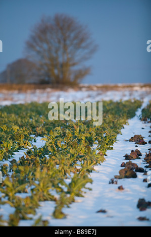 lila sprießende Brokkoli wächst im Feld im Schnee Stockfoto