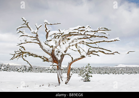 Nach dem Winter ist Sturm alle verkleidet in einem Mantel aus tiefen weißen Schnee, Speyside Inverness-Shire Highlands Schottland SC0 2135 Stockfoto