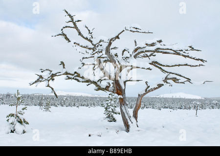 Nach dem Winter ist Sturm alle in einem Mantel aus tiefen weißen Schnee, Speyside Inverness-Shire Highlands Schottland SCO 2133 verkleidet. Stockfoto