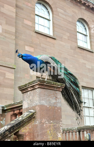Pfau auf einer Steinsäule hocken Stockfoto