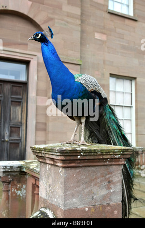 Pfau auf einer Steinsäule hocken Stockfoto