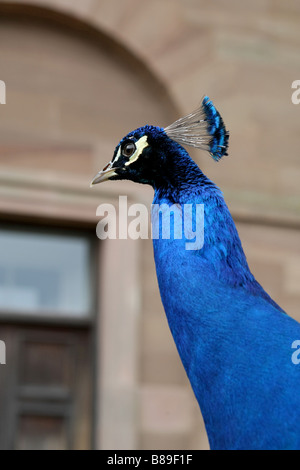 Nahaufnahme des Kopfes ein Pfau Stockfoto