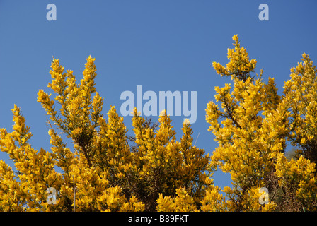 Gemeinsamen Ginster blühen, (Ulex Europaeus) Provinz Alicante, Comunidad Valenciana, Spanien Stockfoto