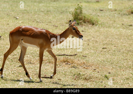 Impala mittelgroße afrikanische Antilope Stockfoto