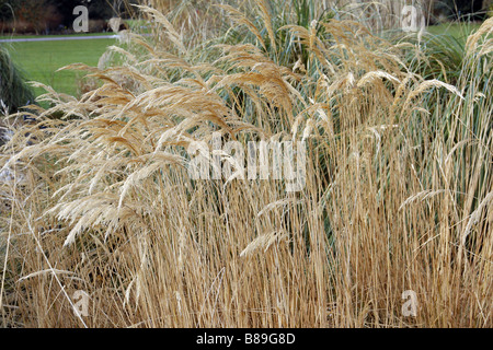 STIPA CALAMAGROSTIS WÄHREND DES WINTERS AN DER RHS WISLEY GARDEN UK Stockfoto