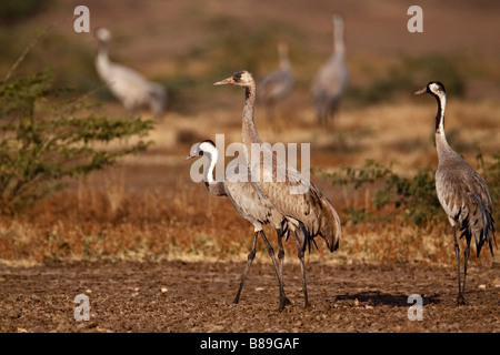 Kraniche (Grus Grus) auf dem Boden in die Rann Of Kutch Stockfoto