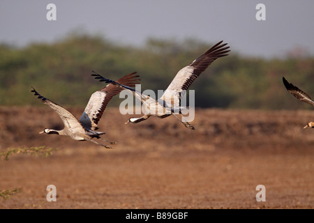 Kraniche (Grus Grus) auf dem Boden in die Rann Of Kutch Stockfoto