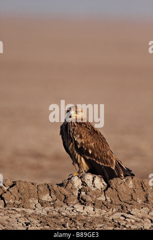 Juvenile Steppe Eagle Aquila Nipalensis thront in Rann von Kutch in Gujarat Indien Stockfoto