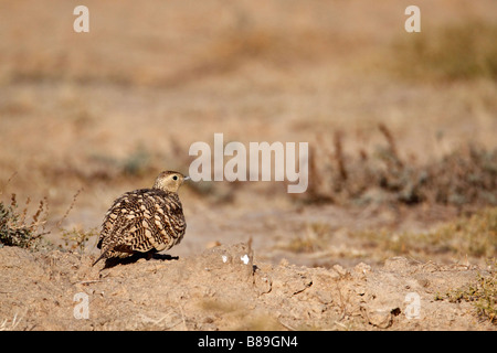 Weibliche Kastanie bellied Sandgrouse Pterocles Exustus auf dem trockenen Boden in Rann Of Kutch Stockfoto