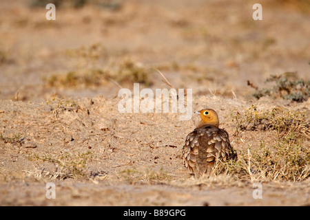 Männliche Kastanie bellied Sandgrouse (Pterocles Exustus) auf dem trockenen Boden in Rann Of Kutch Stockfoto