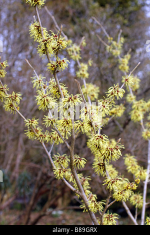 HAMAMELIS X INTERMEDIA SUNBURST BEI RHS WISLEY GARDEN UK Stockfoto