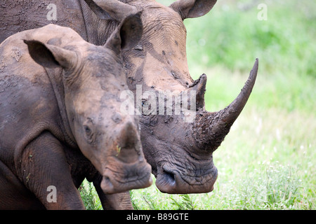 Weiß/Square-lippige Rhinoceros Ceratotherium simum Stockfoto