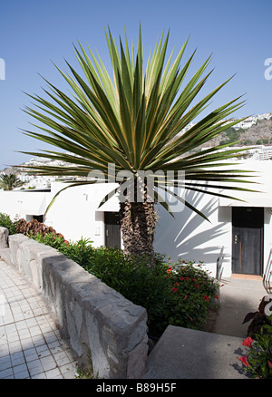 Yucca-Baum Agave Gran Canaria Spanien Stockfoto