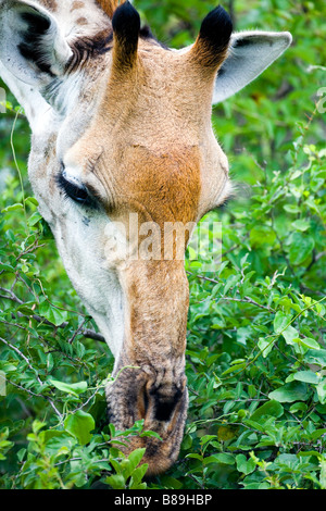 Südlichen Giraffe Giraffa Camelpardalis giraffa Stockfoto