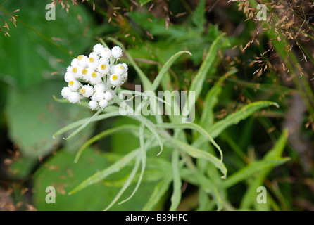 Western Pearly Everlasting Anaphalis margaritacea Stockfoto