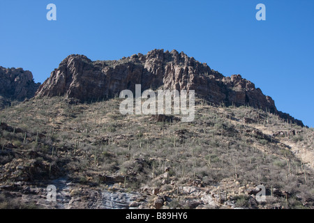 Suguaro Kaktus in Sabino Canyon Arizona. Tucson, AZ Stockfoto