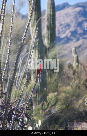 Red Bird auf Ocotillo in der Nähe von Sabino Canyon In Tucson, Arizona. Stockfoto