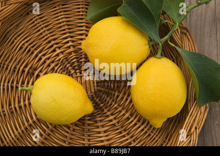 Geernteten Zitronen "Lissabon" Vielfalt auf Tablett. Stockfoto