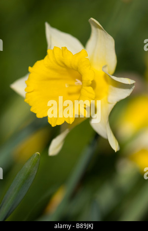 Abgewinkelt schließen der eine Narzisse Stockfoto