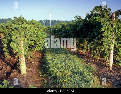 Weinreben bei Sonnenaufgang in Niagara-Halbinsel Ontario Kanada Stockfoto