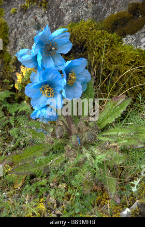 Meconopsis Horridula (Himalaya blau Mohn) wächst auf etwa 4500 m in der Nähe von der hochgelegenen See Dudh "Kund", Bezirk Khumbu, Nepal Stockfoto