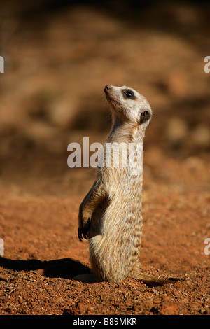 Alert Erdmännchen oder Suricate (Suricata Suricatta) stehend auf Hinterbeinen in Erwartung der Gefahr, Südafrika Stockfoto