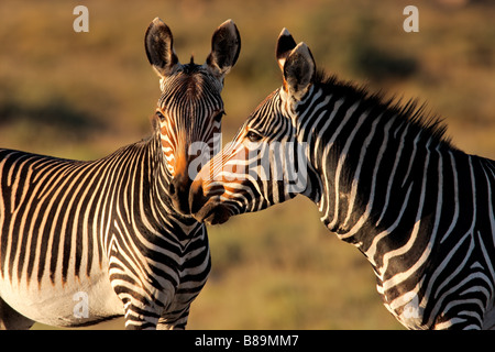 Vom Aussterben bedrohte Cape Mountain Zebras (Equus Zebra), Mountain Zebra National Park, Südafrika Stockfoto