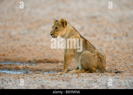 Junger Löwe Cub (Panthera Leo) sitzen, Kgalagadi Transfrontier Park, Südafrika Stockfoto