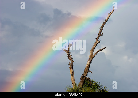 Landschaft mit einem regenbogenfarbenen und Baum mit Vögel vor einem dunklen Himmel, Chobe Nationalpark, Botswana, Südafrika Stockfoto