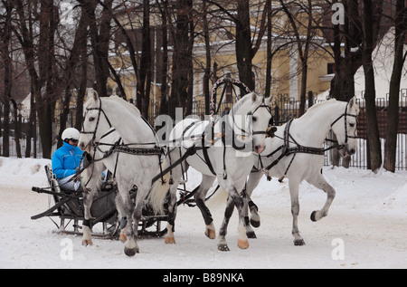 Troika gezeichnet von drei Pferden in Moskau Hippodrom, Russland Stockfoto