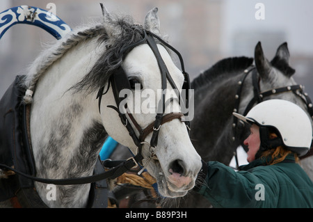 Troika Pferde Stockfoto