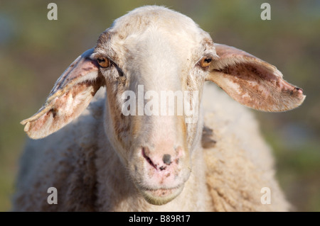 Porträt von Schafen lustig im Feld Stockfoto