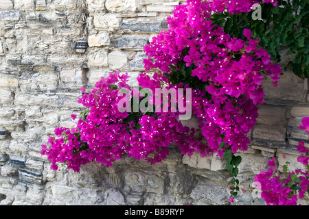 Stein Fliesen Wand bedeckt mit blühenden magentafarbenen Blüten (Bougainvillea). Lefkara, Südzypern Stockfoto