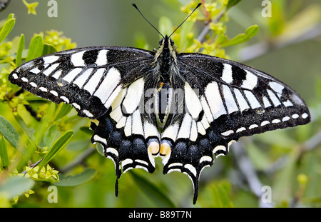 Foto eines Schmetterlings einen grünen Hintergrund Stockfoto