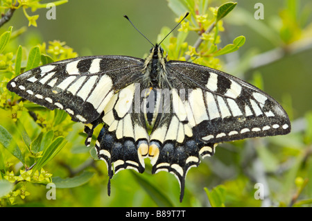 Foto eines Schmetterlings einen grünen Hintergrund Stockfoto