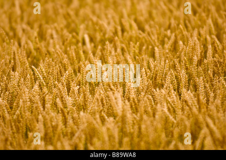 Nahaufnahme des reifenden Weizens, der auf dem Feld wächst. VEREINIGTES KÖNIGREICH Stockfoto
