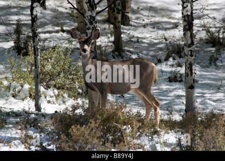 Mule Deer Odocoileus Hemionus Mineral County Colorado USA Herbst Stockfoto